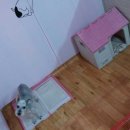 애견1번지 이미지