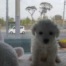 펫 월드 이미지