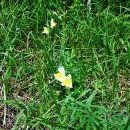 금어초를 닮은 야생초 좁은잎해란초(Linaria vulgaris) 이미지