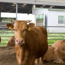 명성축산 이미지