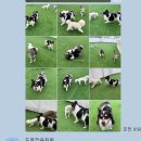 도토리 강아지 유치원 네이버블로그