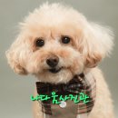 대한사진관 | 하남강아지사진관 [나다움사진관] 댕증명/강아지동반촬영/솔직후기