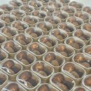 덤피(Dumpy) 이미지