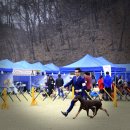 2017.04.08~09 일 NAB DOGSHOW &#34; Zeus &#34; 이미지