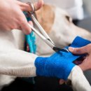 안성동물의료센터 이미지