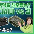 해조류 종류 김 감태 미역 다시마 효능 이미지