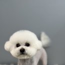깔롱펫 이미지
