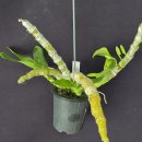 Dendrobium rhodopterygium semi-alba 로돕테리지움 이미지