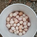 옥계 백봉이네 이미지