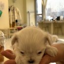 개귀여워 이미지