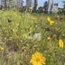 늦게 피는 꽃 이미지