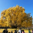 연화동막국수 이미지