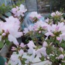 기리시마 이미지