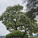 개오동 (천령유치원) 이미지