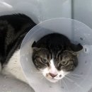 내방동물병원 이미지