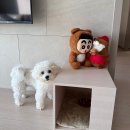 블럭하우스 | 강아지집DIY 직접 조립 후기 독톡 블럭 강아지 하우스 크림베이지 리얼 리뷰