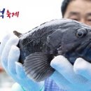 섬 우럭축제 이미지