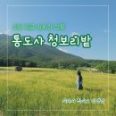 노랑강정 양산통도사점 | 울산 양산 통도사 청보리밭 실시간 후기(5/14 기준)