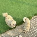 산내음 물소리 이미지