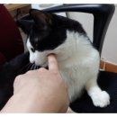 야옹이PC 이미지