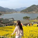 산업로1-1 | 구례 지리산 치즈랜드 수선화 꽃밭, 주말 웨이팅 1시간 주차 후기