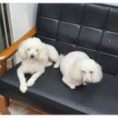 차차네밥 네이버블로그