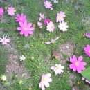 중앙늘샘쉼터 이미지