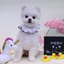 아모르디 이미지