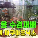 가정용 수경재배 아쿠아포닉스 어항 난재배 스킨답서스 재배법 스마트한농부 구독자 14.5만명 이미지