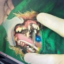 광주다온동물병원 이미지