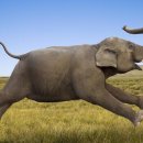 코끼리 이미지