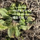 배암차즈기 Salvia brachiata Roxb. 야생화를 찾아서(3) 이미지