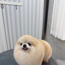 퍼피 켄넬 이미지