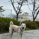 (주)펫월드 | 진돗개 돌돌이의 의성펫월드 캠핑장 후기