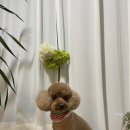 테리몽 이미지