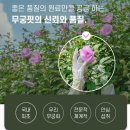 무궁화 | 무궁핏, 무궁화 다이어트 1달 후기