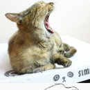 개냥아치 이미지