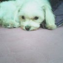 루루강아지 이미지