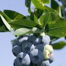 복합영농 이미지