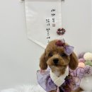 포프리티 이미지