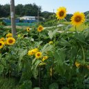 왕곡마을저잣거리 이미지