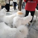 사랑이 머무는 집 | 겨울이 머무는집 사모예드 애견카페 홍대가볼만한곳