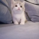 Premium 먼치킨 이미지