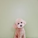 몽쉘몽봉 이미지