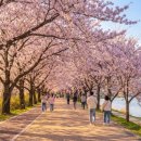 한산공원 한재터널 위 | 안동 벚꽃축제 직접 다녀왔더니 – 와룡터널 야간 조명 주차까지 현장 후기