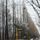 친목어린이공원 | 2026년 양재천 벚꽃 등(燈) 축제와 벚꽃만개시기(26.03.30기준)