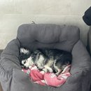 쫑랑쫑랑 이미지
