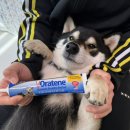 (주)이펫티브 | 강아지치약 고양이치약 오라틴 투스페이스트 겔 후기