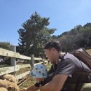 양아목장 이미지