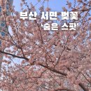 부암역 5번 출구 교통섬 | 부산 서면 벚꽃 부암역 근처 숨은 벚꽃길 명소 실시간 개화현황 포토스팟 주차